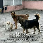 кімната студія Pet - Friendly