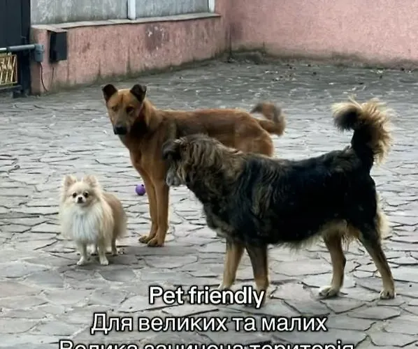 кімната студія Pet - Friendly